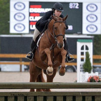 Reference horse: Gelding at the hunter test with rider